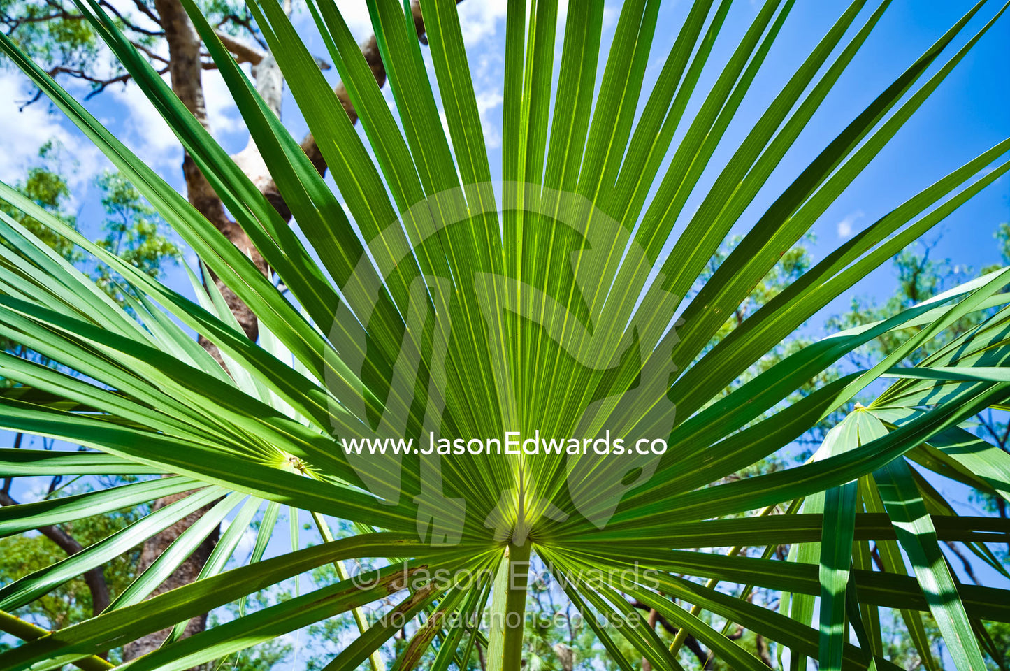 The spreading fronds of a sand palm catch the suns rays. Kakadu National Park, Northern Territory, Australia.