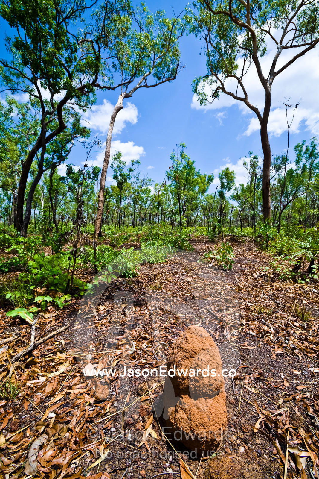 A small termite amongst the leaf litter of a Eucalyptus Open Woodland. Kakadu National Park, Northern Territory, Australia.