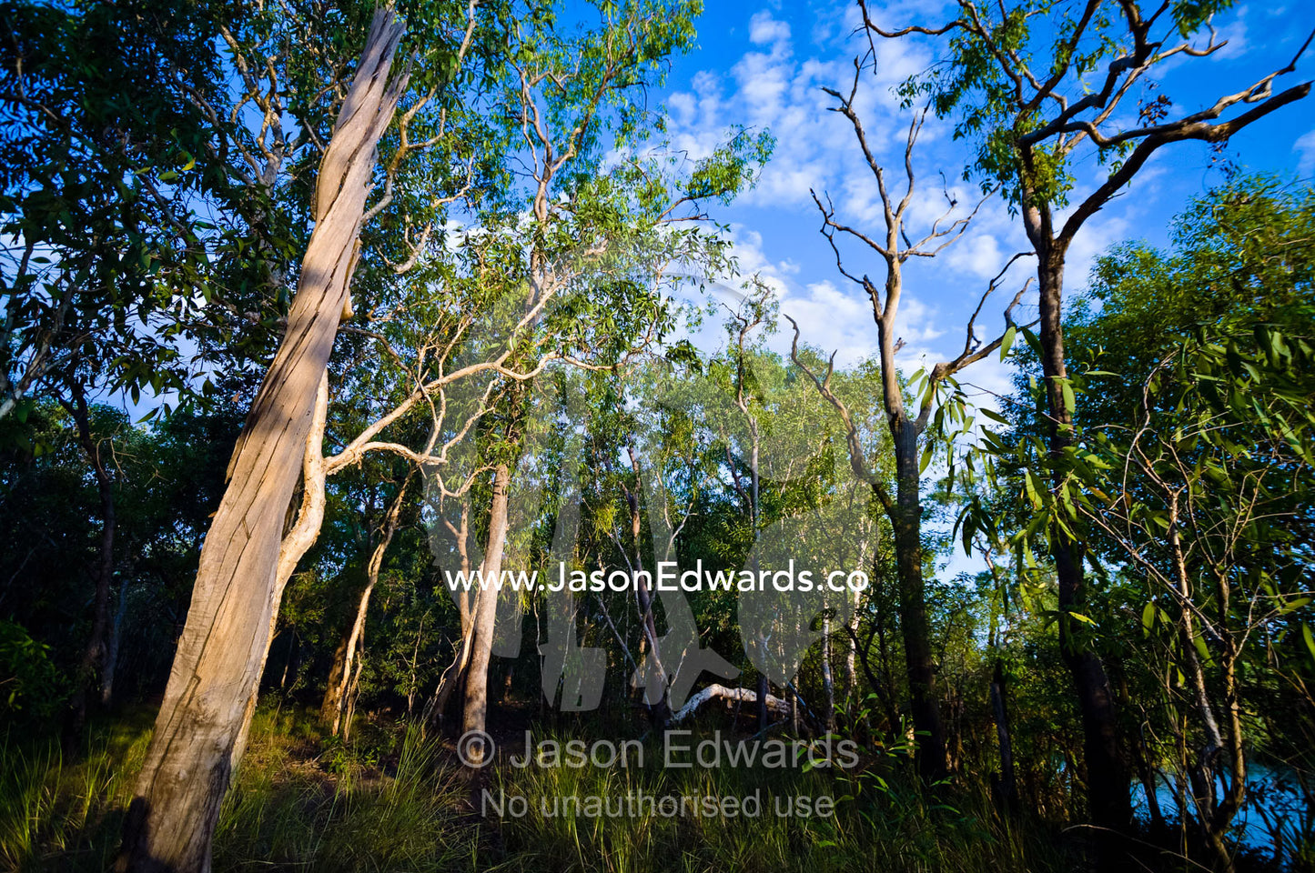 Dense thicket and understory of a woodland on a billabong shore. Home Billabong, Yellow Water, South Alligator River floodplain, Kakadu National Park, Northern Territory, Australia.