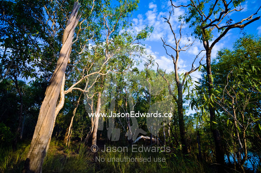 Dense thicket and understory of a woodland on a billabong shore. Home Billabong, Yellow Water, South Alligator River floodplain, Kakadu National Park, Northern Territory, Australia.