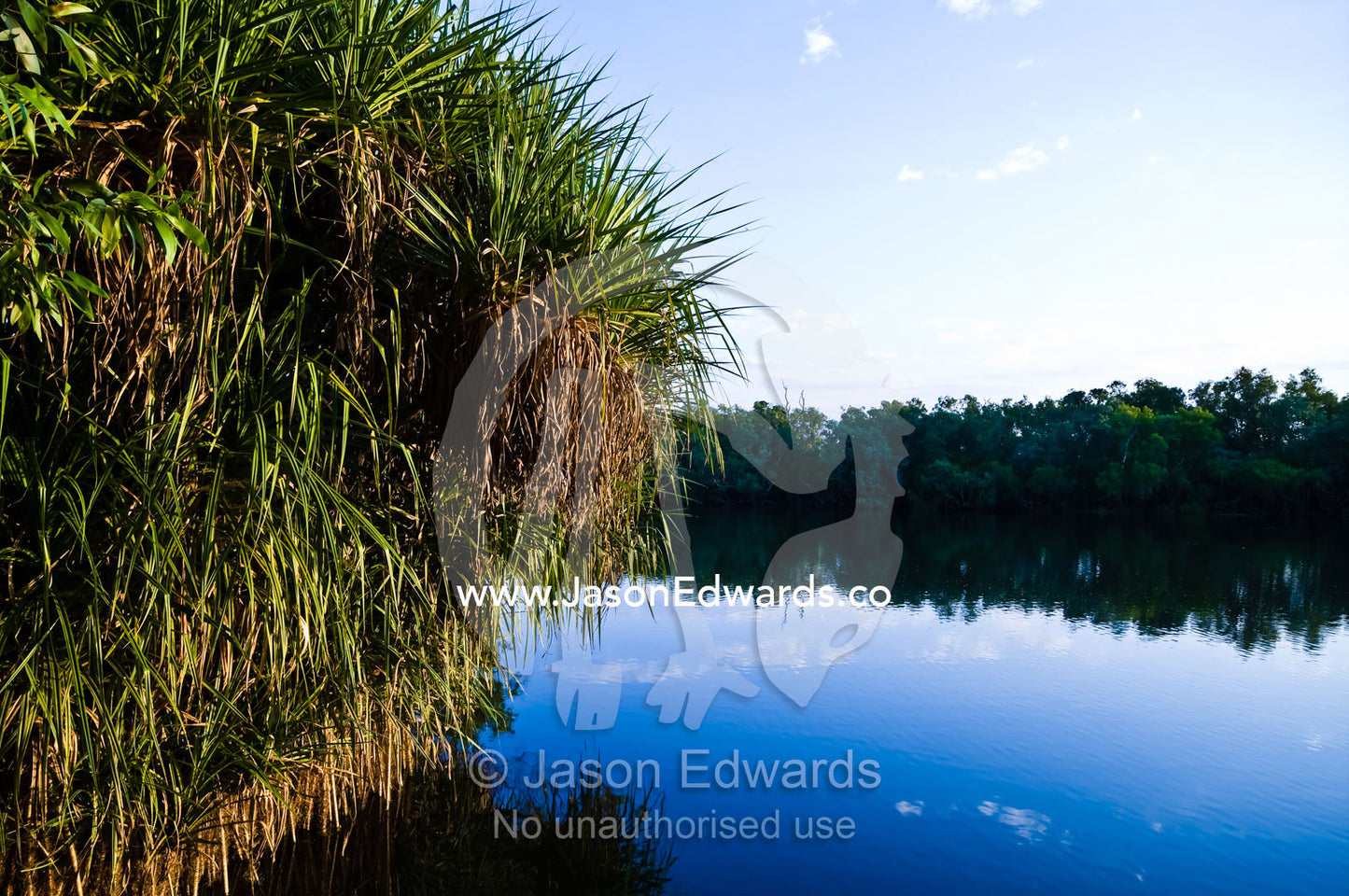 A large stand of Water Pandanus on a billabong shore at dawn. Yellow Water Billabong, Jim Jim Creek, South Alligator River, Kakadu National Park, Northern Territory, Australia