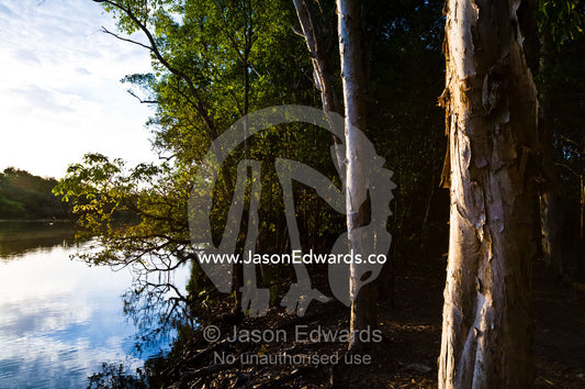 A stand of Melaleuca tree trunks fringing a billabong at sunset. Home Billabong, Yellow Water, South Alligator River floodplain, Kakadu National Park, Northern Territory, Australia.