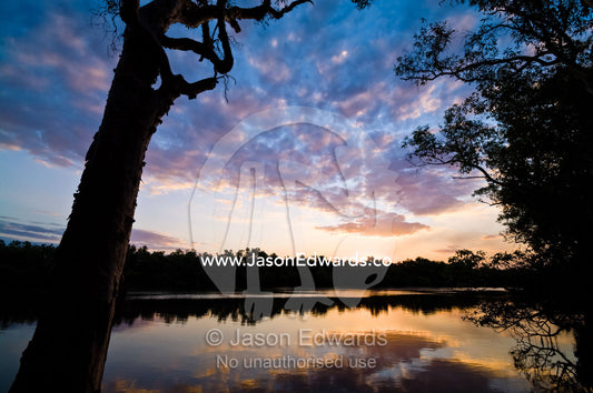 Pastel clouds reflected on the still surface of a wetland at sunset. Home Billabong, Yellow Water, South Alligator River floodplain, Kakadu National Park, Northern Territory, Australia