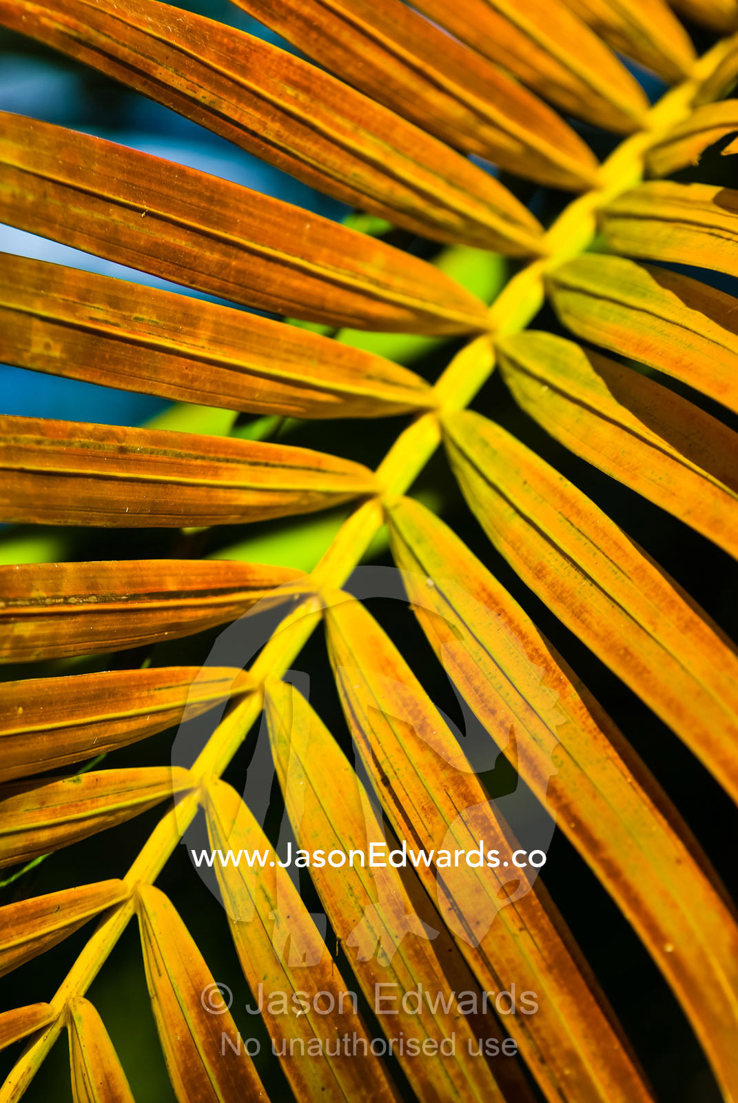 Bright orange and yellow palm fronds catch the rays of the setting sun. Home Billabong, Yellow Water, South Alligator River floodplain, Kakadu National Park, Northern Territory, Australia.