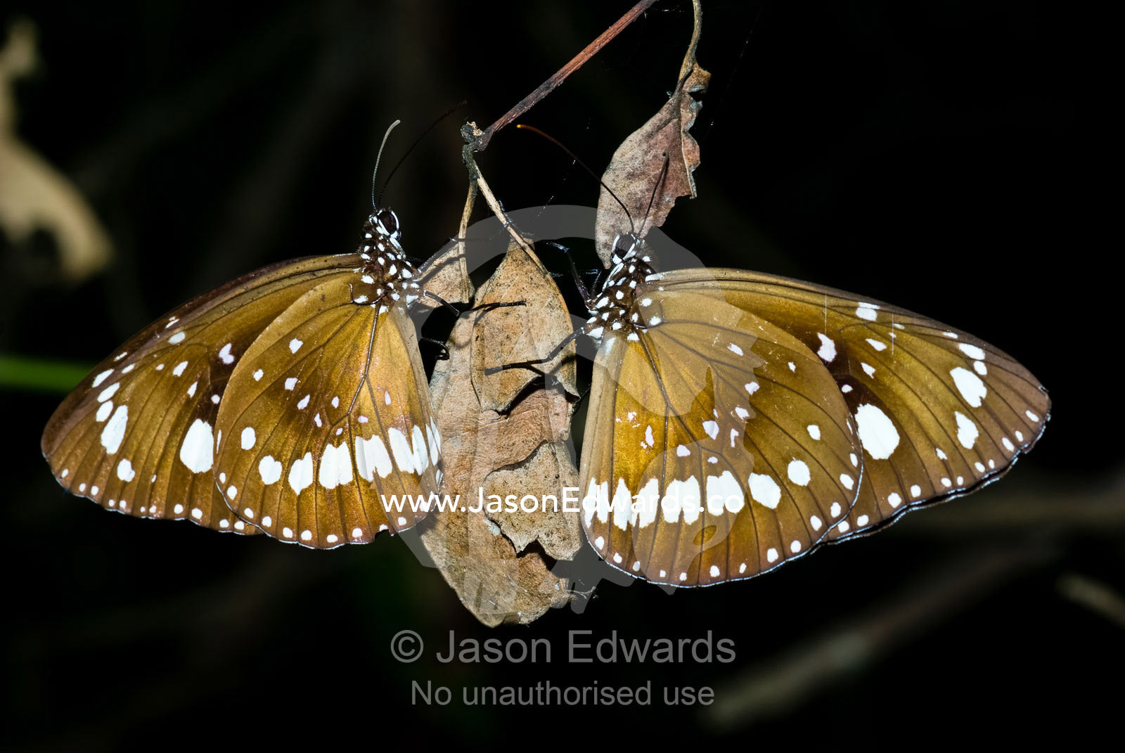 A pair of Oleander butterflies roost on a hanging dry leaf at night. Home Billabong, Yellow Water, South Alligator River floodplain, Kakadu National Park, Northern Territory, Australia.