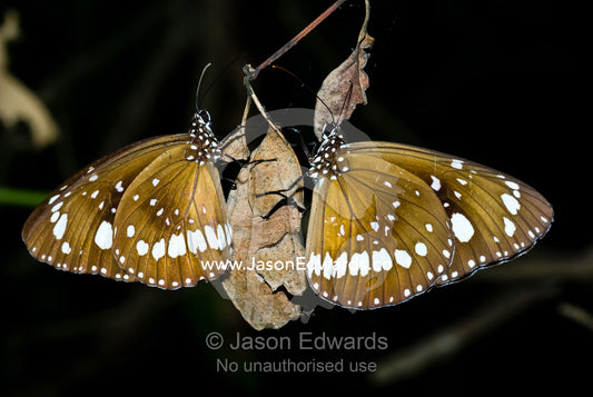 A pair of Oleander butterflies roost on a hanging dry leaf at night. Home Billabong, Yellow Water, South Alligator River floodplain, Kakadu National Park, Northern Territory, Australia.