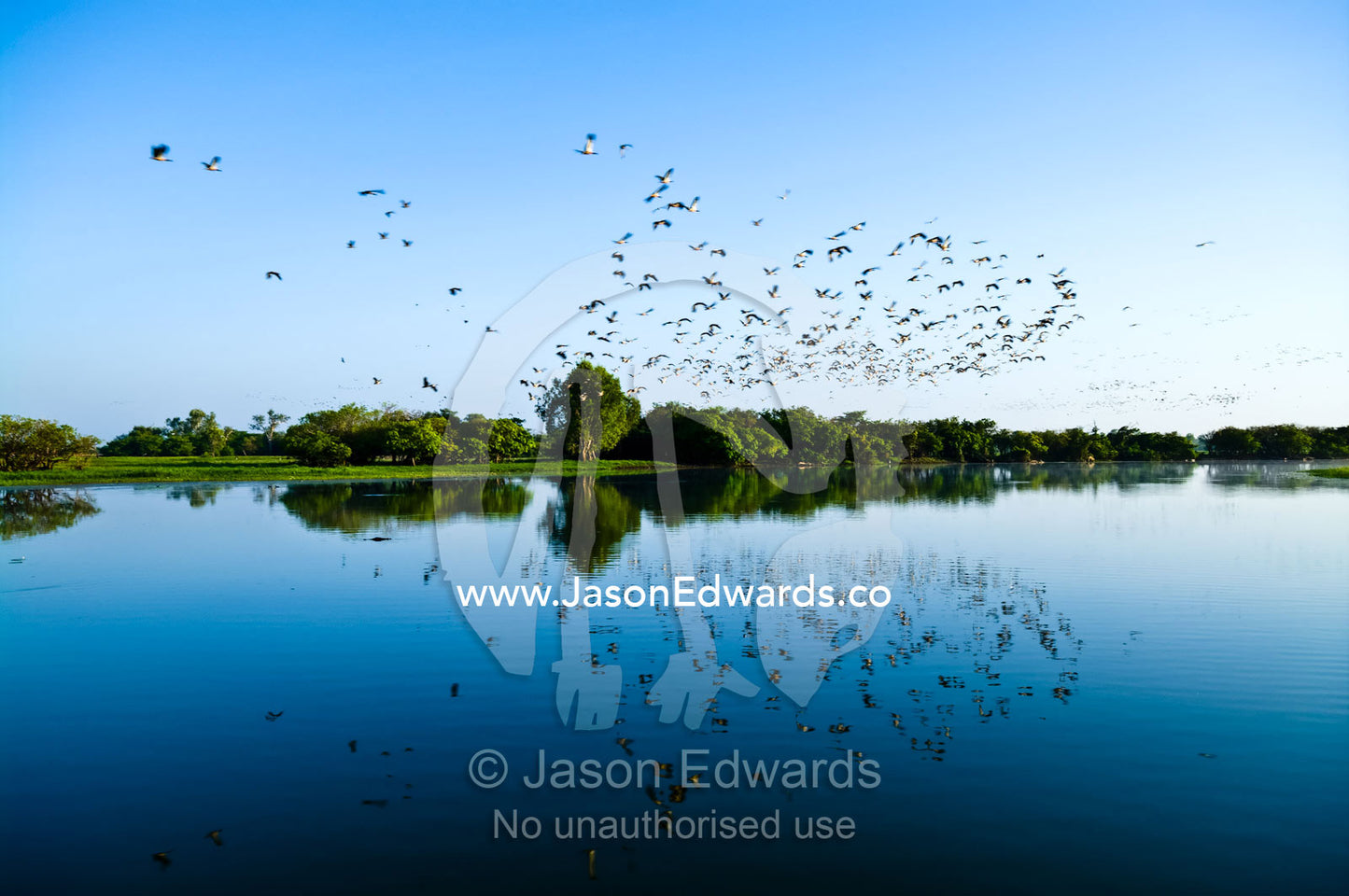 A vast flock of Magpie Geese reflected in a wetland. Yellow Water Billabong, Jim Jim Creek, South Alligator River, Kakadu National Park, Northern Territory, Australia.