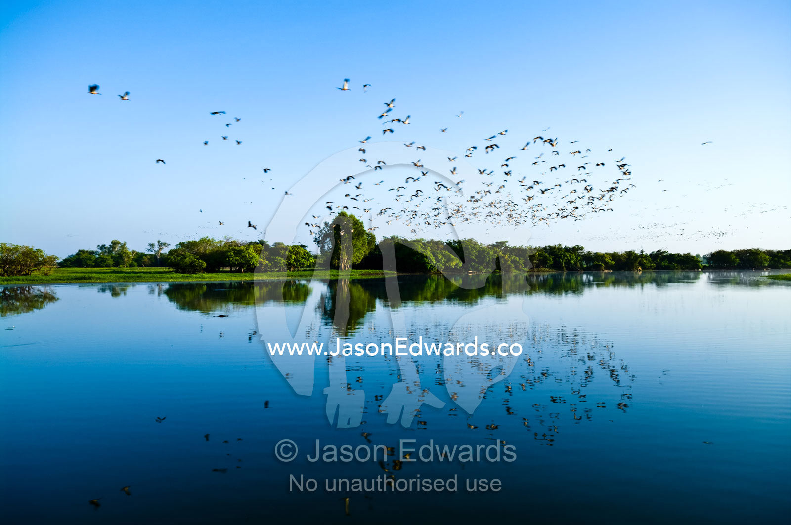 A vast flock of Magpie Geese reflected in a wetland. Yellow Water Billabong, Jim Jim Creek, South Alligator River, Kakadu National Park, Northern Territory, Australia.