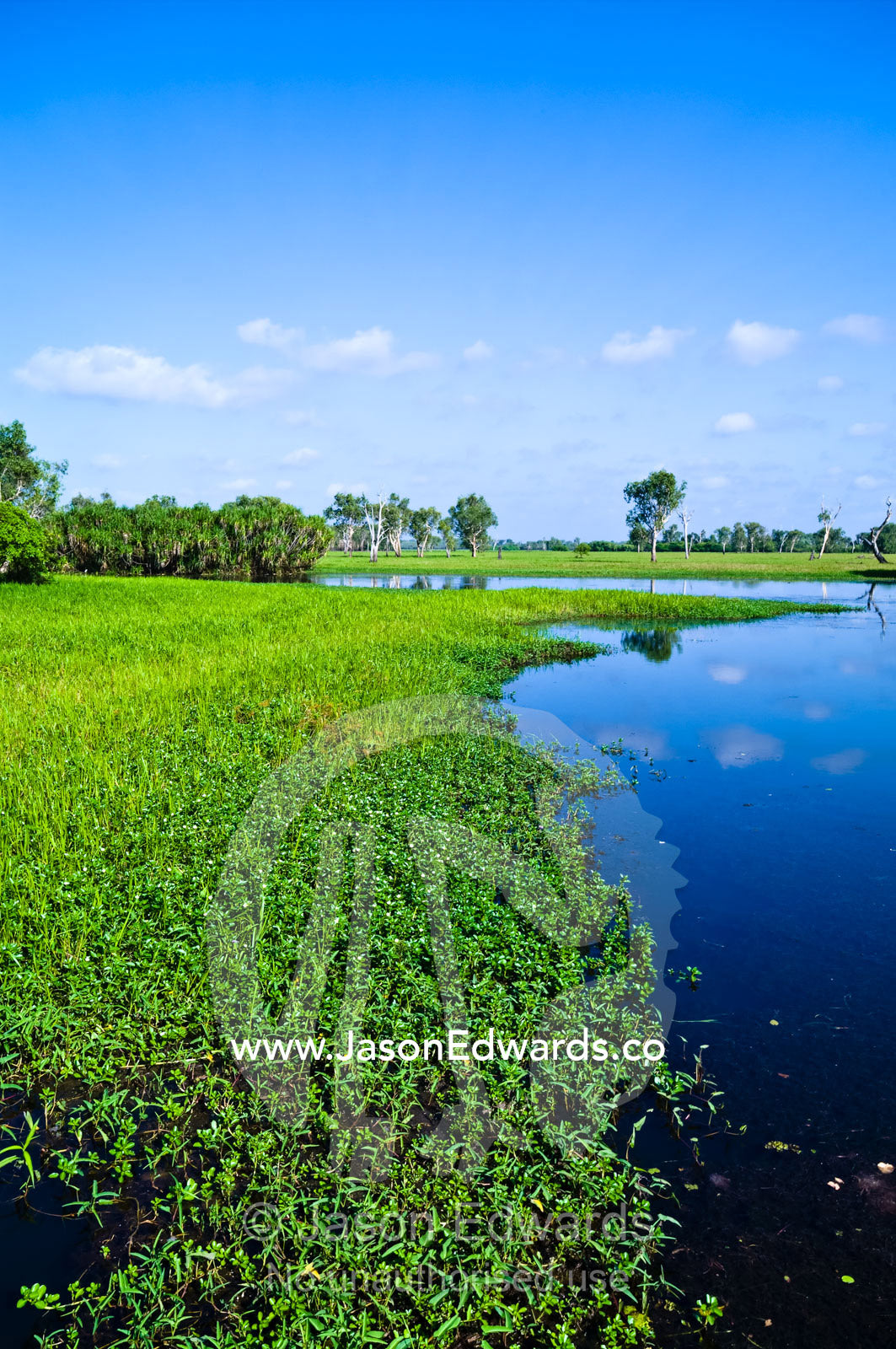 A vast pontoon of lush aquatic plants floating on a wetland surface. Yellow Water Billabong, Jim Jim Creek, South Alligator River, Kakadu National Park, Northern Territory, Australia