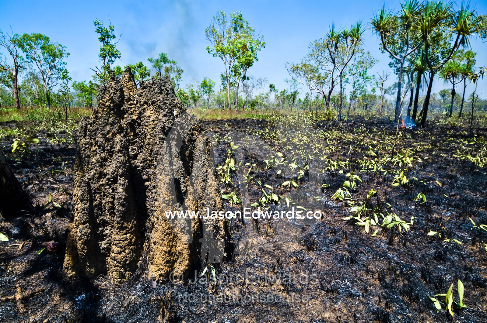 A blackened termite mound after fire destroyed a Top End grassland. Kakadu National Park, Northern Territory, Australia.