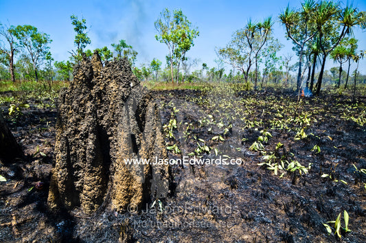 A blackened termite mound after fire destroyed a Top End grassland. Kakadu National Park, Northern Territory, Australia.