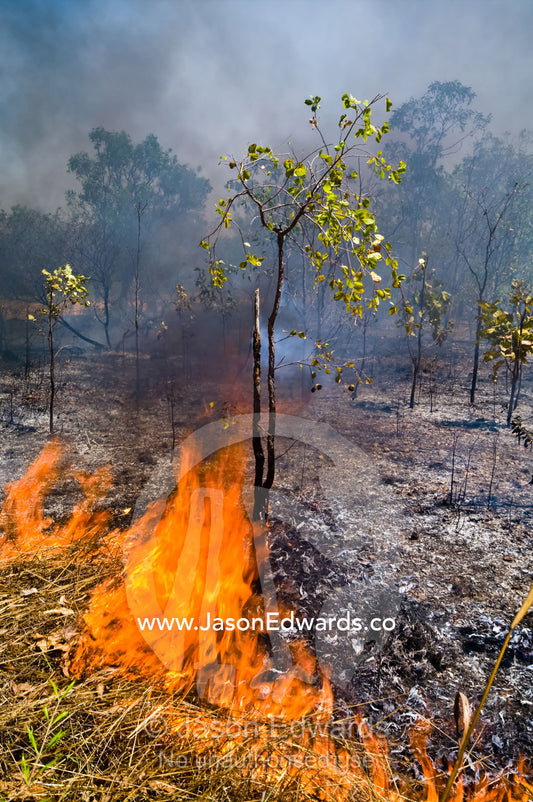 Searing flames burn through tropical grasslands and Open Woodland. Kakadu National Park, Northern Territory, Australia.