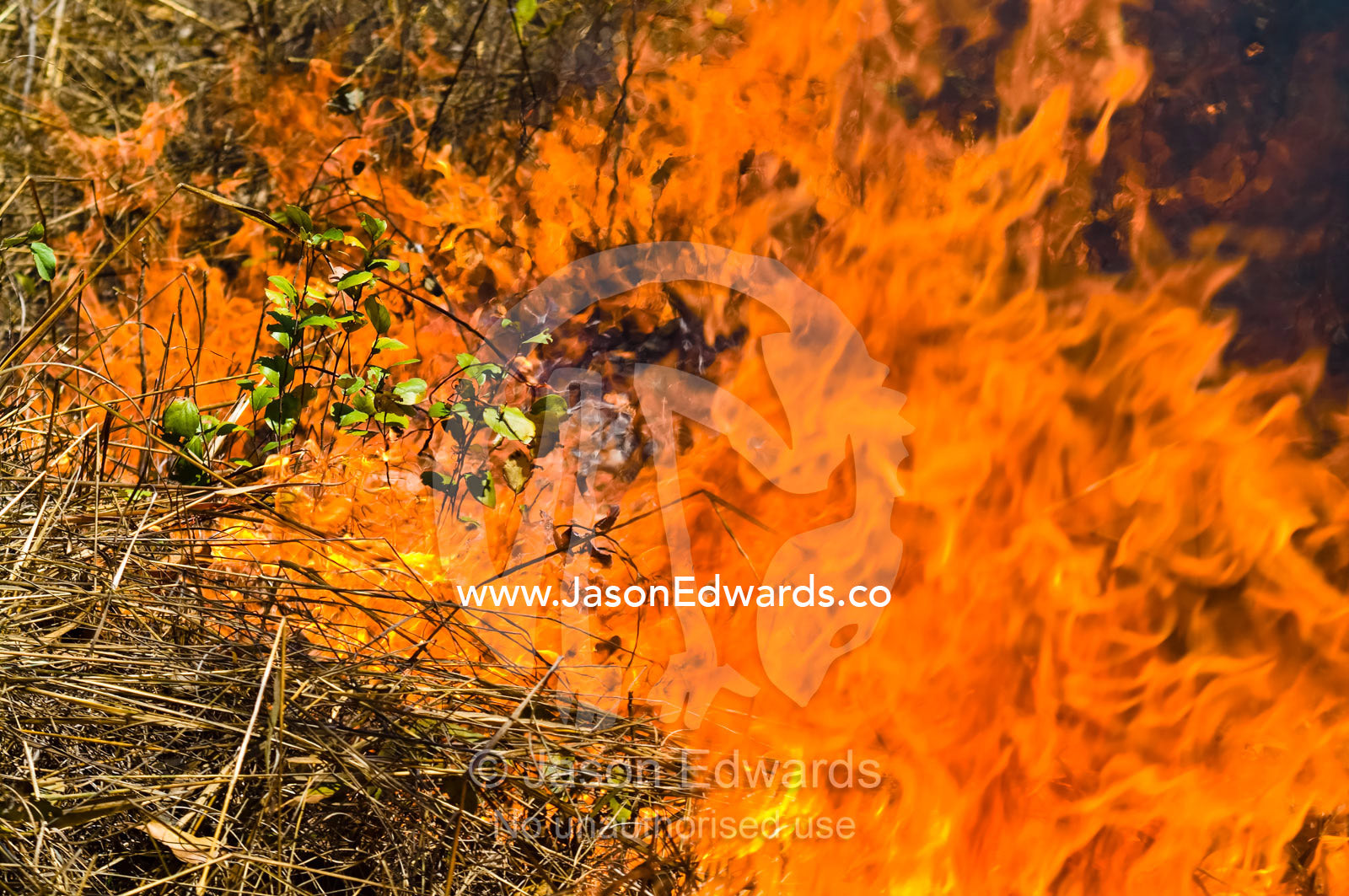Searing flames burn through tropical grasslands and Open Woodland. Kakadu National Park, Northern Territory, Australia.