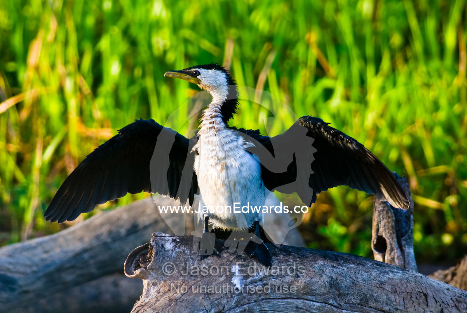 A Little Pied Cormorant drying its wing feathers roosting on a log. Yellow Water Billabong, Jim Jim Creek, South Alligator River, Kakadu National Park, Northern Territory, Australia.