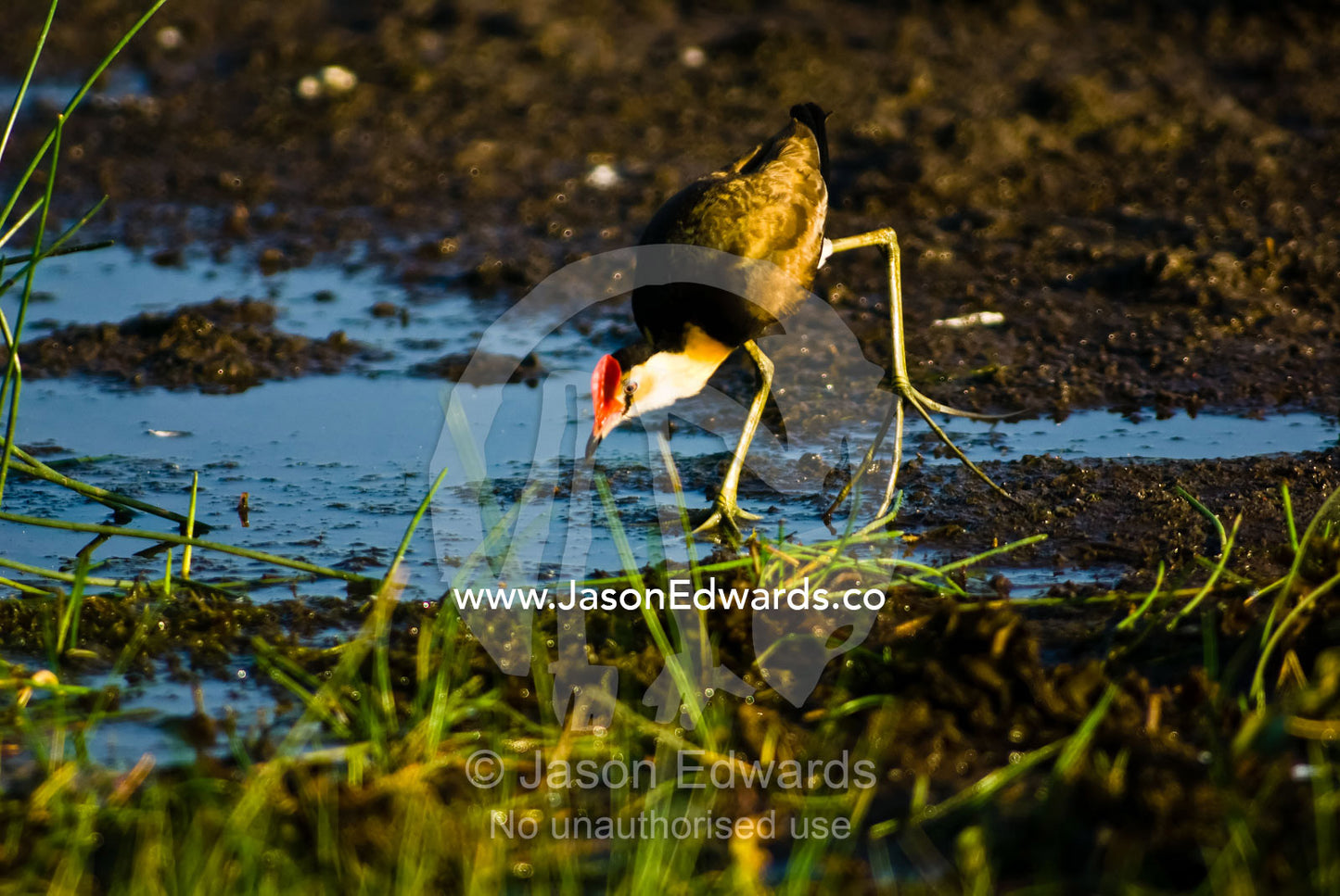 A Comb-crested Jacana with elongated toes searches for insects at dawn. Yellow Water Billabong, Jim Jim Creek, South Alligator River, Kakadu National Park, Northern Territory, Australia.