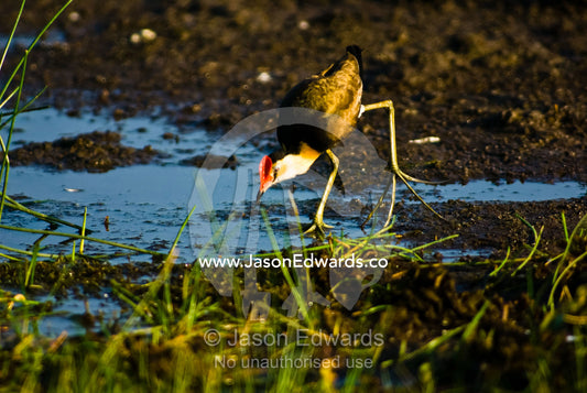 A Comb-crested Jacana with elongated toes searches for insects at dawn. Yellow Water Billabong, Jim Jim Creek, South Alligator River, Kakadu National Park, Northern Territory, Australia.