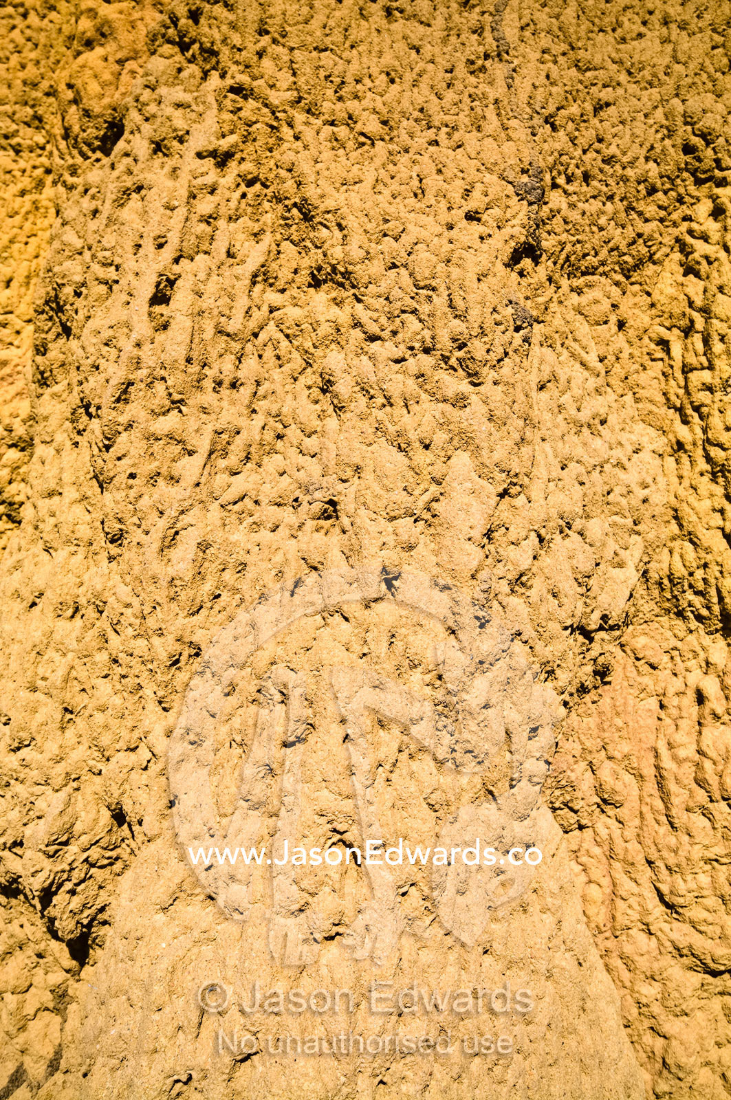 The textured and folded wall of a towering Cathedral Termite mound. Litchfield National Park, Northern Territory, Australia.