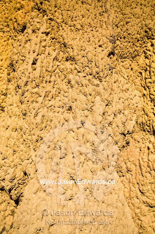 The textured and folded wall of a towering Cathedral Termite mound. Litchfield National Park, Northern Territory, Australia.
