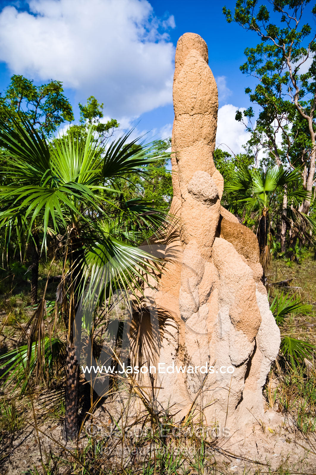 A towering moulded Cathedral Termite mound surrounded by Sand Palms. Litchfield National Park, Northern Territory, Australia.