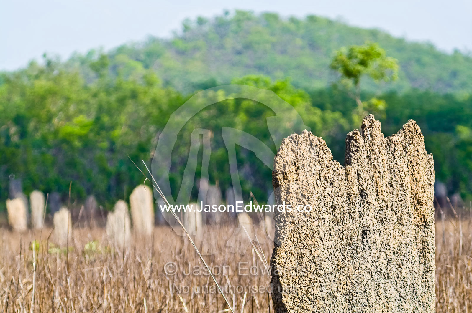 The textured wall of a north-south facing Magnetic Termite mound. Litchfield National Park, Northern Territory, Australia.