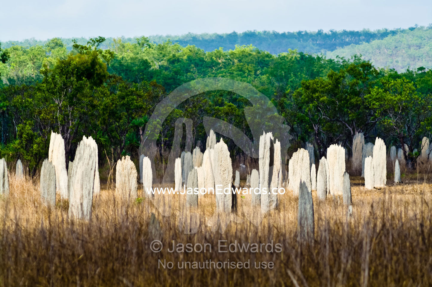A grassland dotted with north-south facing Magnetic Termite mounds. Litchfield National Park, Northern Territory, Australia.