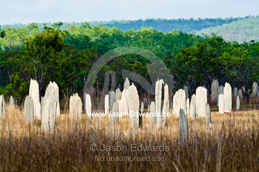 A grassland dotted with north-south facing Magnetic Termite mounds. Litchfield National Park, Northern Territory, Australia.