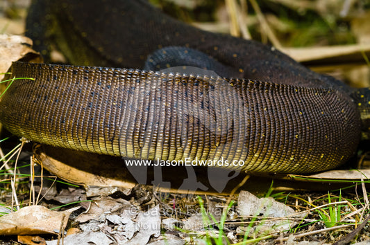 The leathery scales on a coiled Mertens Water Monitor tail. Wangi Falls, Litchfield National Park, Northern Territory, Australia.