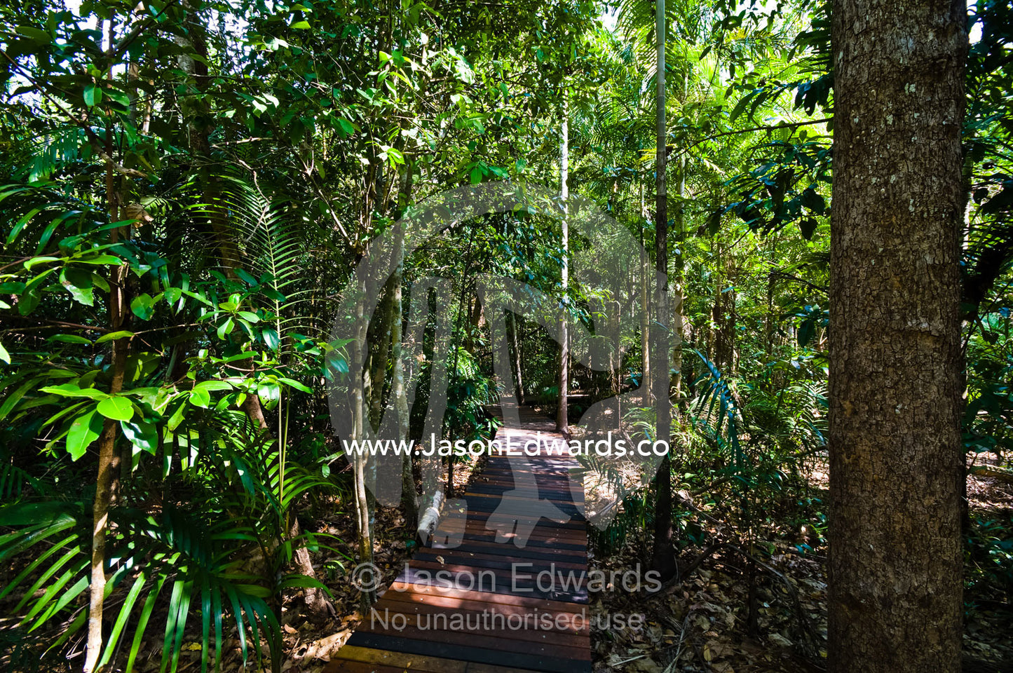 A timber boardwalk winds through a sunlit Tropical Monsoon rainforest. Litchfield National Park, Northern Territory, Australia.