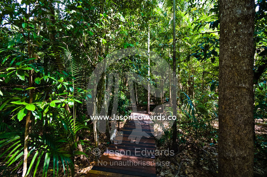 A timber boardwalk winds through a sunlit Tropical Monsoon rainforest. Litchfield National Park, Northern Territory, Australia.