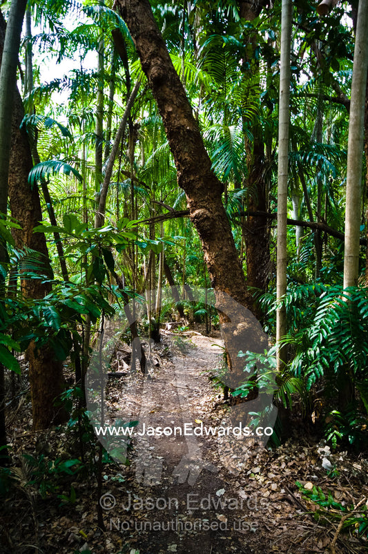 A walking path winds through a sunlit Tropical Monsoon rainforest. Litchfield National Park, Northern Territory, Australia.