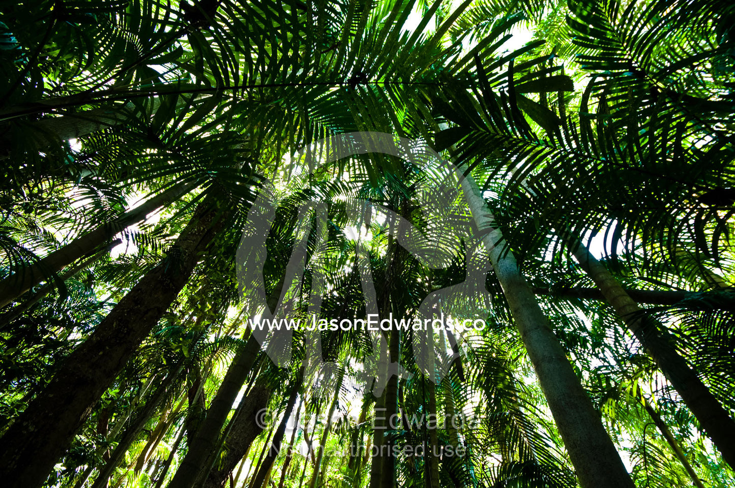 A dense green palm frond canopy in a tropical monsoon rainforest. Litchfield National Park, Northern Territory, Australia.