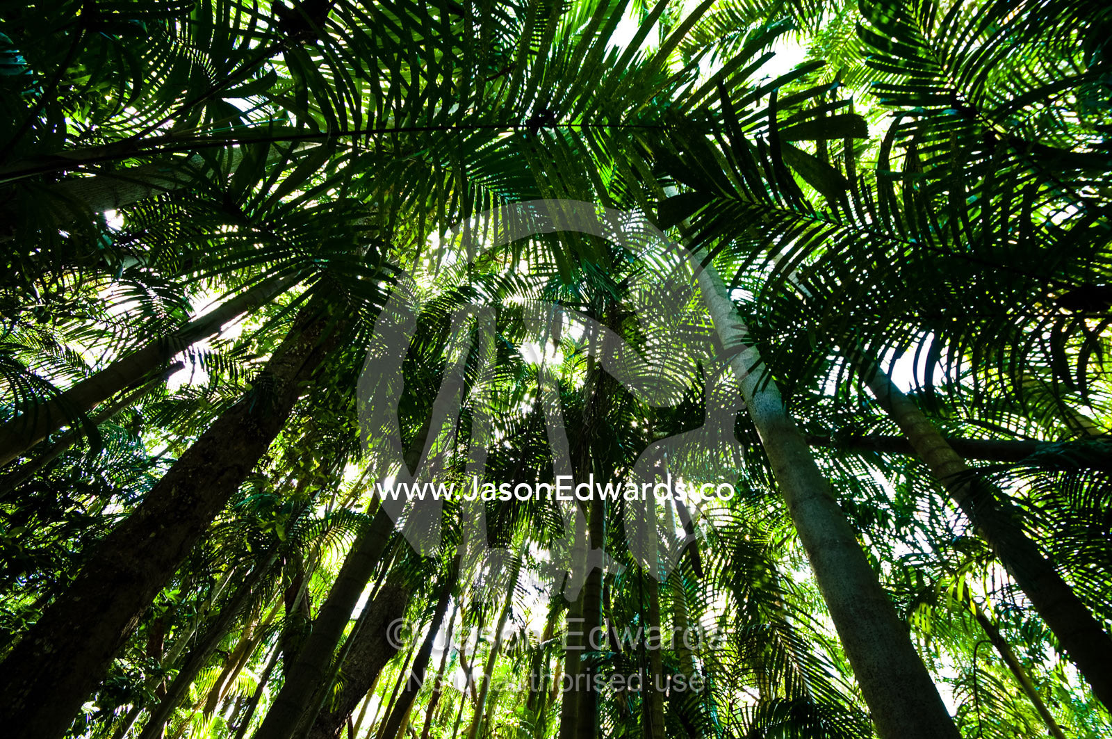 A dense green palm frond canopy in a tropical monsoon rainforest. Litchfield National Park, Northern Territory, Australia.
