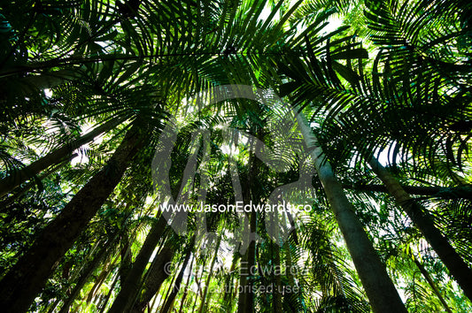 A dense green palm frond canopy in a tropical monsoon rainforest. Litchfield National Park, Northern Territory, Australia.