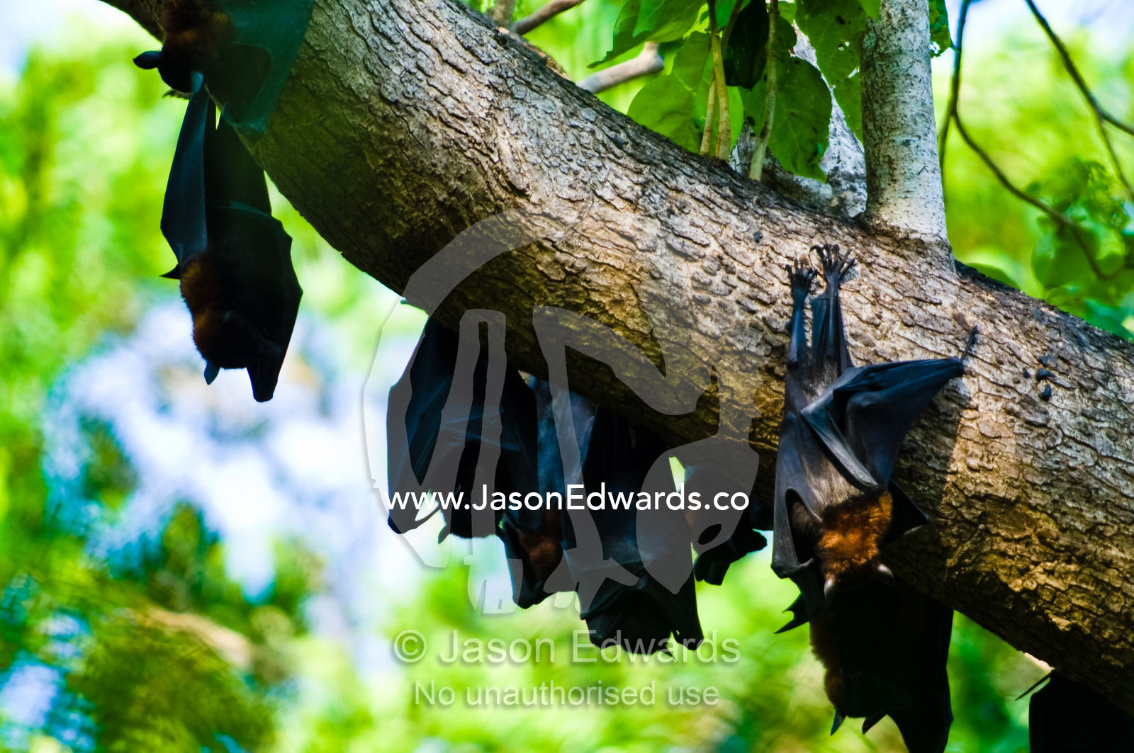 Little Red Flying-fox hang from a tree branch in a monsoon rainforest. Wangi Falls, Litchfield National Park, Northern Territory, Australia.