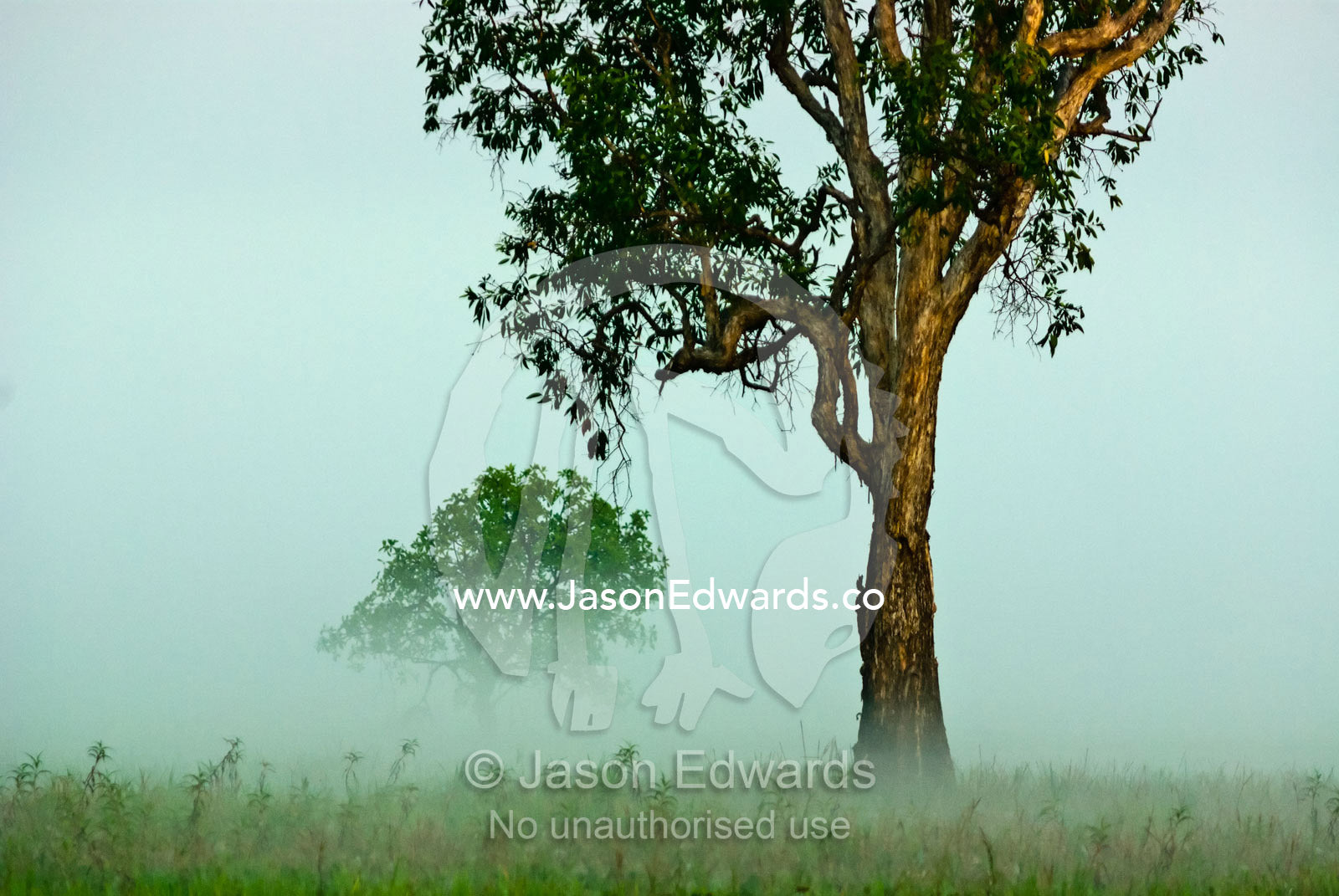 A Paperbark Tree emerges from dawn mist covering a wetland floodplain. Yellow Water Billabong, Jim Jim Creek, South Alligator River, Kakadu National Park, Northern Territory, Australia.