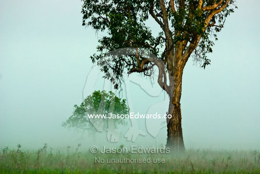 A Paperbark Tree emerges from dawn mist covering a wetland floodplain. Yellow Water Billabong, Jim Jim Creek, South Alligator River, Kakadu National Park, Northern Territory, Australia.