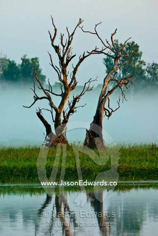 Dead, twisted tree stags in a calm mist shrouded billabong before dawn. Yellow Water Billabong, Jim Jim Creek, South Alligator River, Kakadu National Park, Northern Territory, Australia.