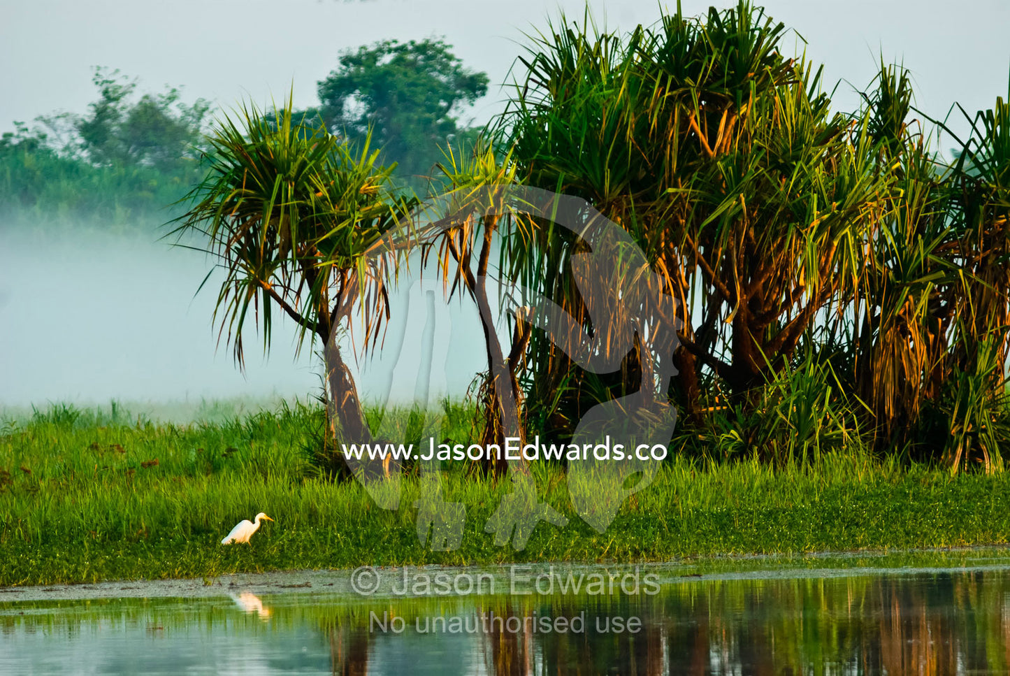 An egret by a large stand of water pandanus on a billabong at dawn. Yellow Water Billabong, Jim Jim Creek, South Alligator River, Kakadu National Park, Northern Territory, Australia.
