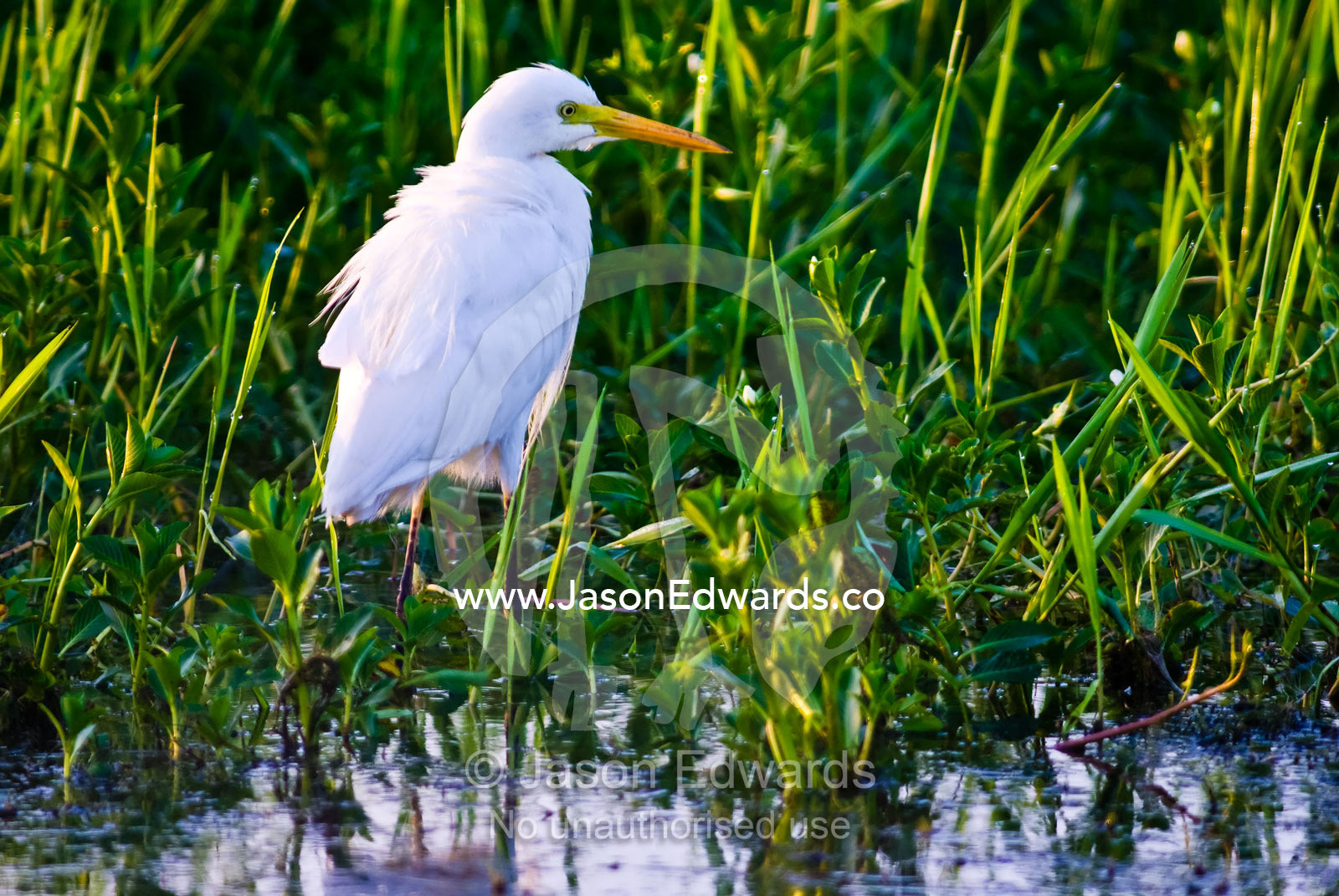An intermediate egret wades through wetland grasses at dawn. Yellow Water Billabong, Jim Jim Creek, South Alligator River, Kakadu National Park, Northern Territory, Australia.
