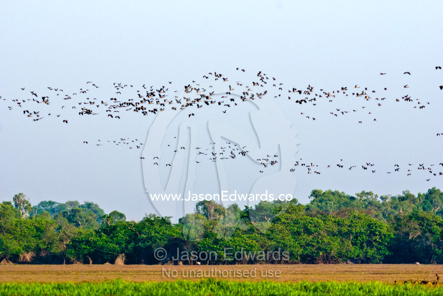 A vast flock of magpie geese swarm over a wetland floodplain at dawn. Yellow Water Billabong, Jim Jim Creek, South Alligator River, Kakadu National Park, Northern Territory, Australia