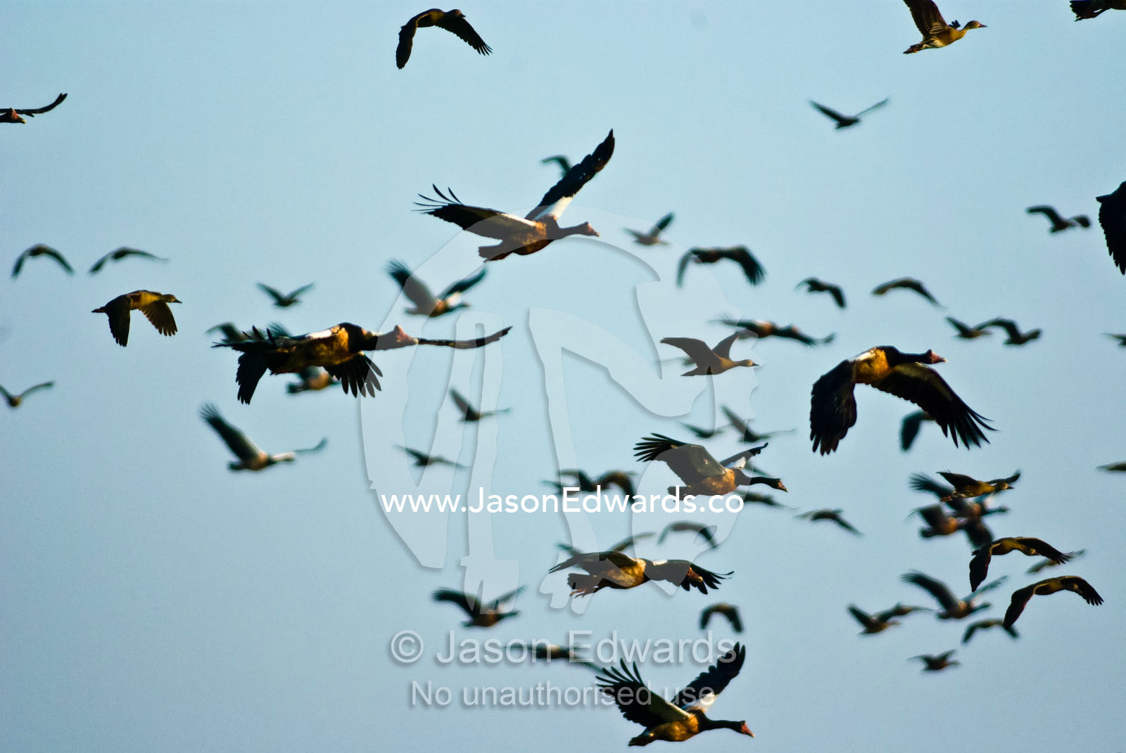 A vast flock of magpie goose swarm over a wetland floodplain at dawn. Yellow Water Billabong, Jim Jim Creek, South Alligator River, Kakadu National Park, Northern Territory, Australia.