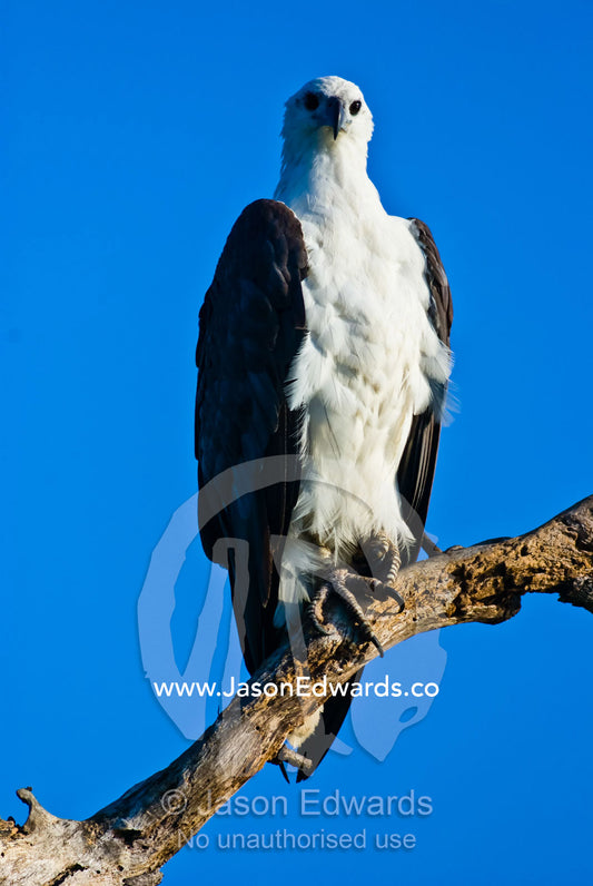 A white-bellied sea-eagle with sharp talons roosting on a tree branch. Yellow Water Billabong, Jim Jim Creek, South Alligator River, Kakadu National Park, Northern Territory, Australia.