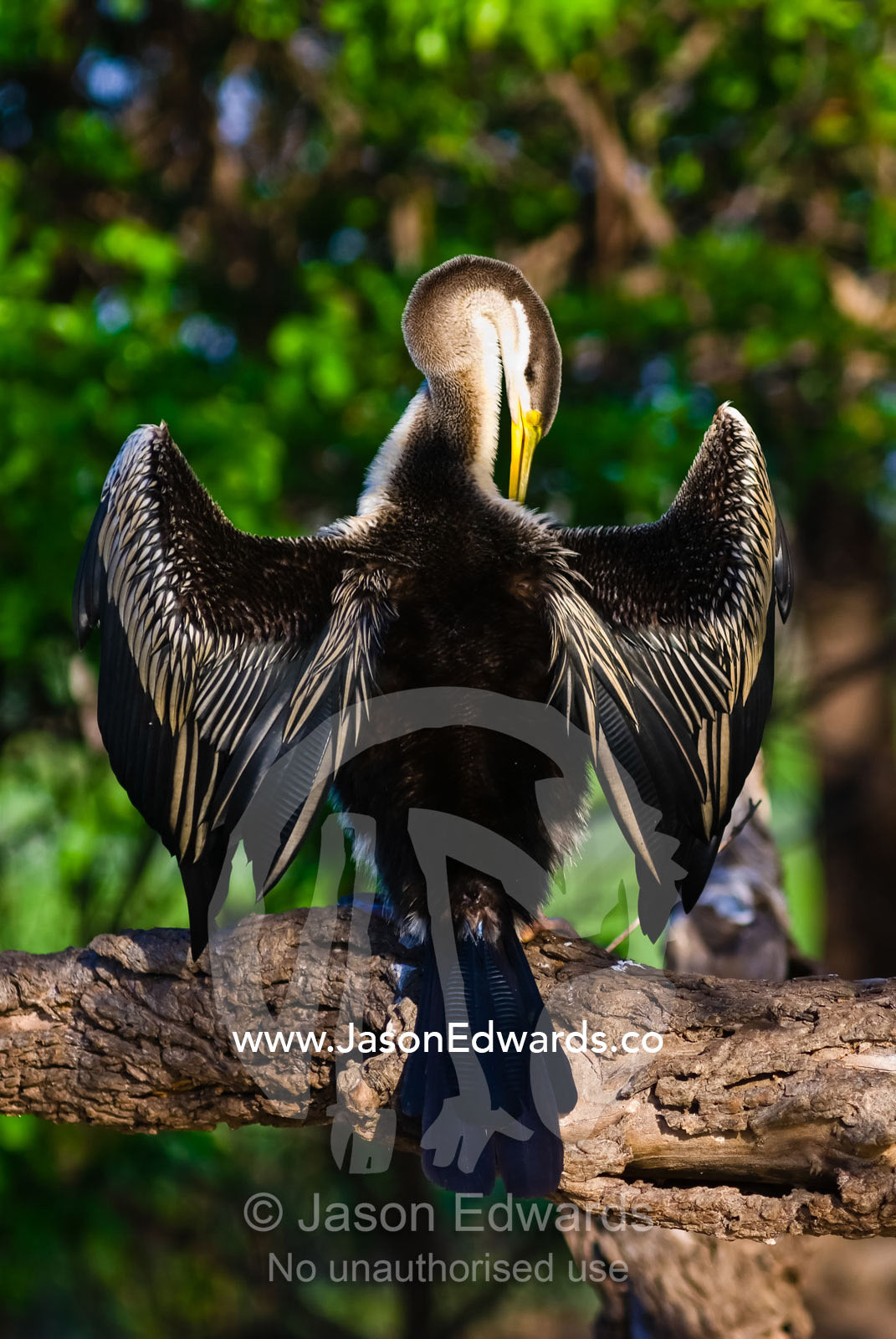 A roosting australian darter dries and preens its wing feathers. Yellow Water Billabong, Jim Jim Creek, South Alligator River, Kakadu National Park, Northern Territory, Australia.