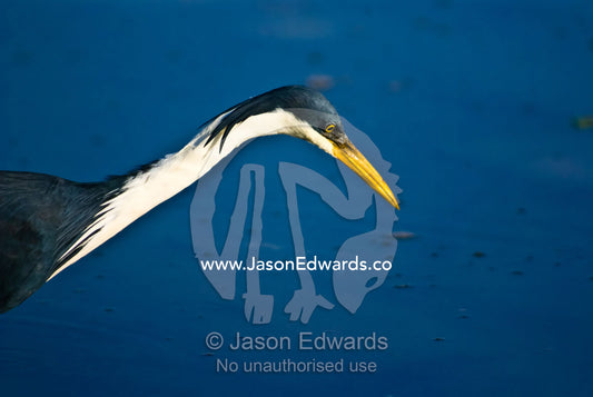 An elegant pied heron stalks fish whilst hunting in a still wetland. Yellow Water Billabong, Jim Jim Creek, South Alligator River, Kakadu National Park, Northern Territory, Australia.