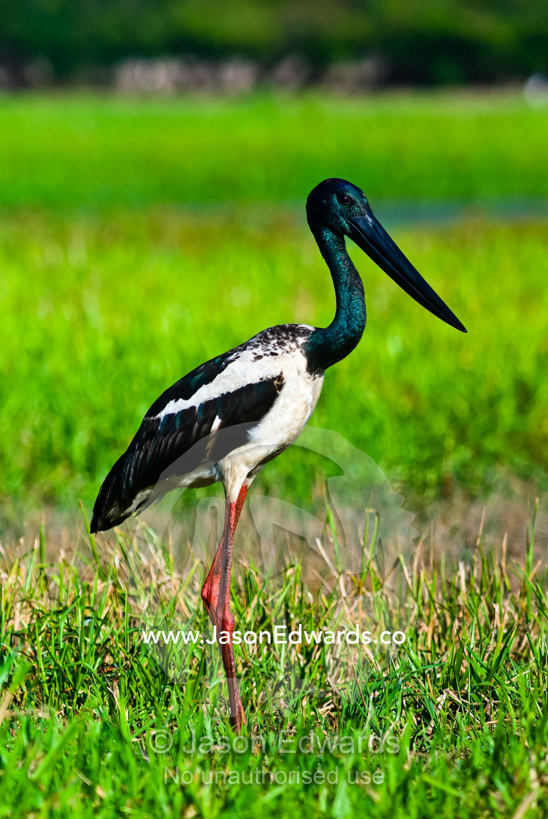 An elegant black-necked stork standing on a floodplain at dawn. Yellow Water Billabong, Jim Jim Creek, South Alligator River, Kakadu National Park, Northern Territory, Australia.