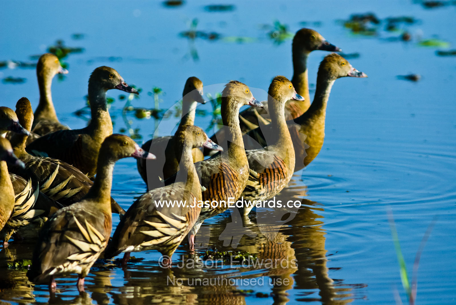 A flock of plumed whistling-duck wading in a wetland at dawn. Yellow Water Billabong, Jim Jim Creek, South Alligator River, Kakadu National Park, Northern Territory, Australia.