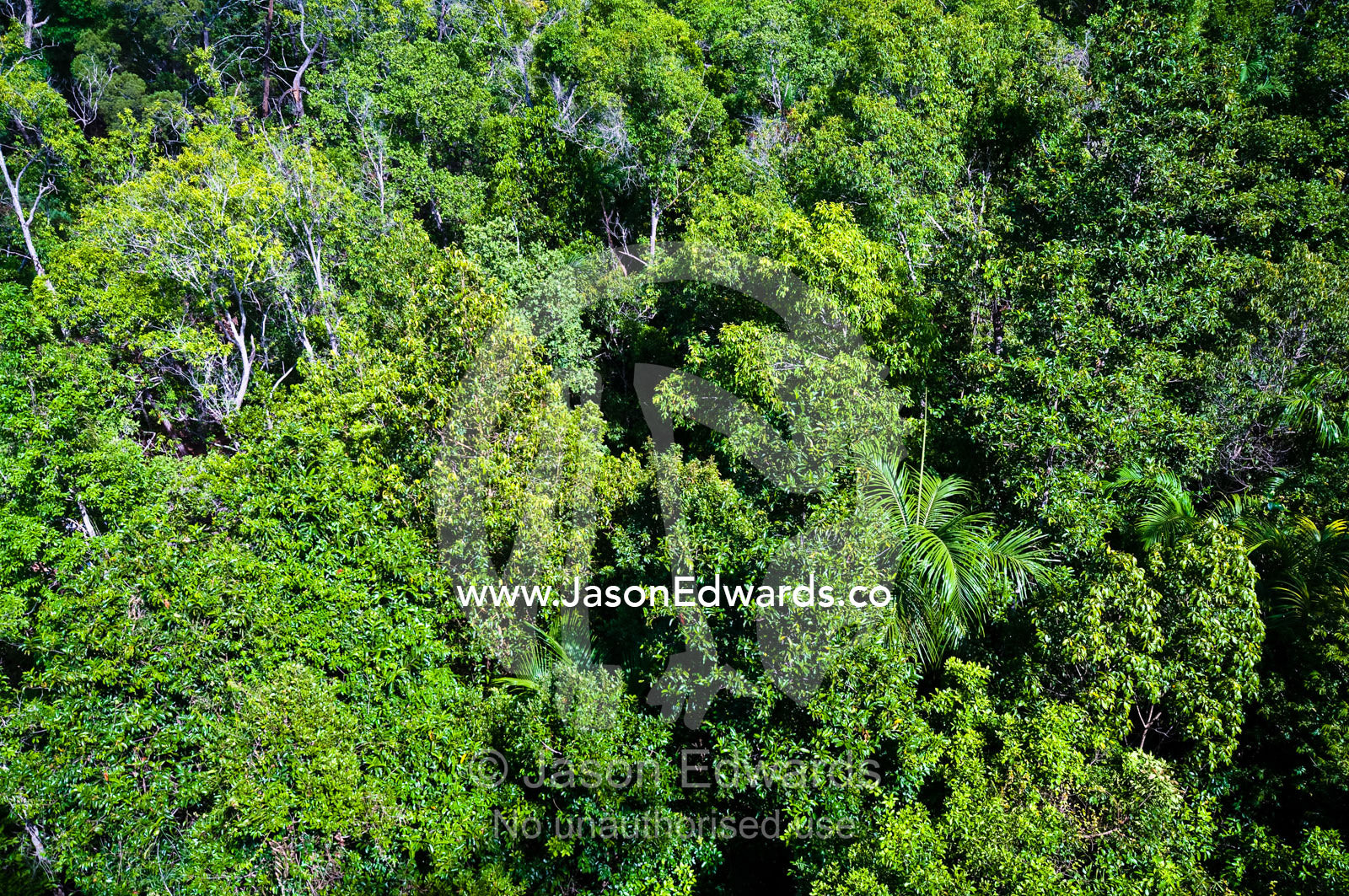 The canopy of remnant Tropical Monsoon Rainforest fills rugged gorges. Florence Falls, Litchfield National Park, Northern Territory, Australia.
