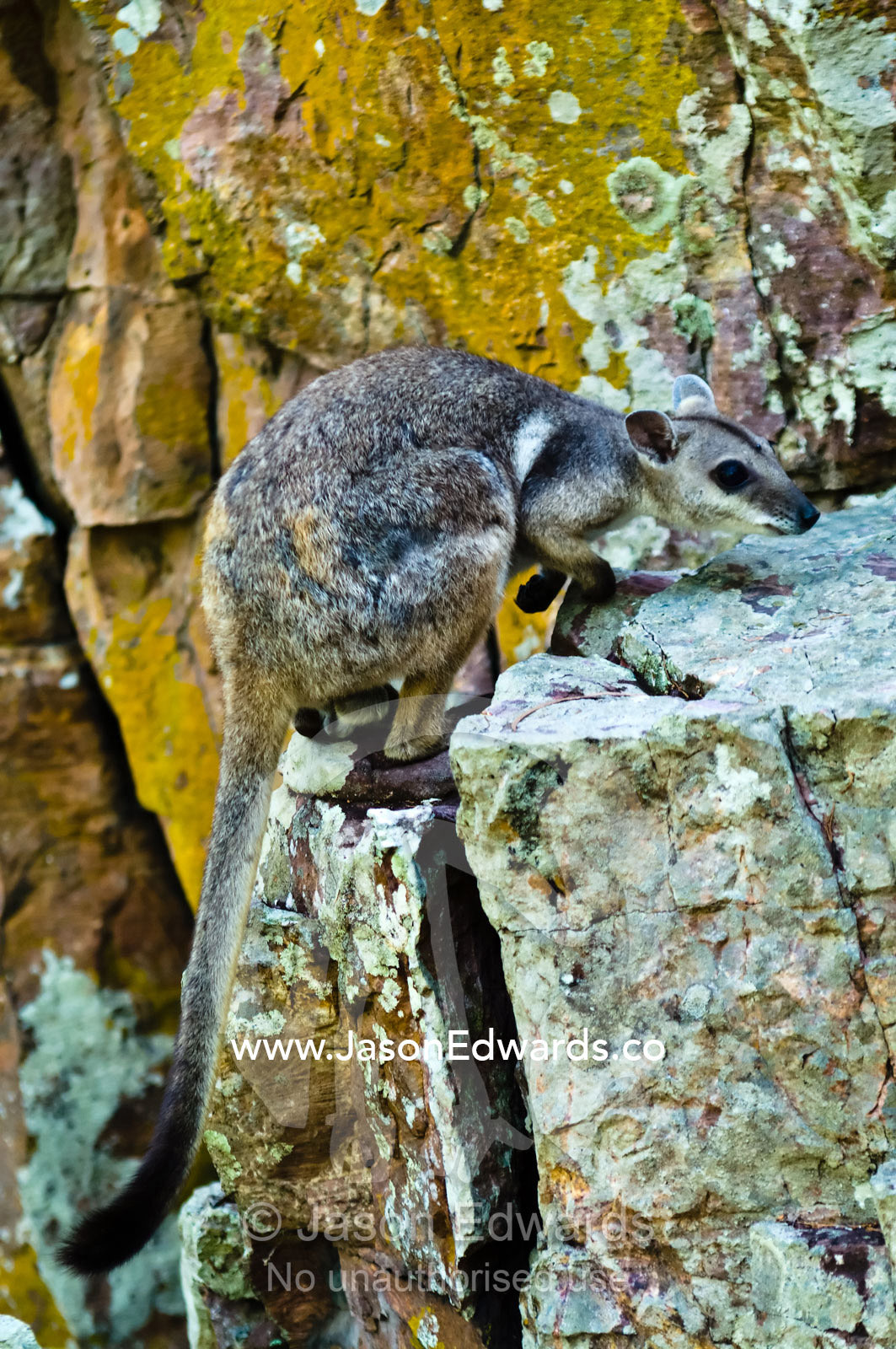 A short-eared rock-wallaby uses its tail for balance climbing a cliff. Litchfield National Park, Northern Territory, Australia.