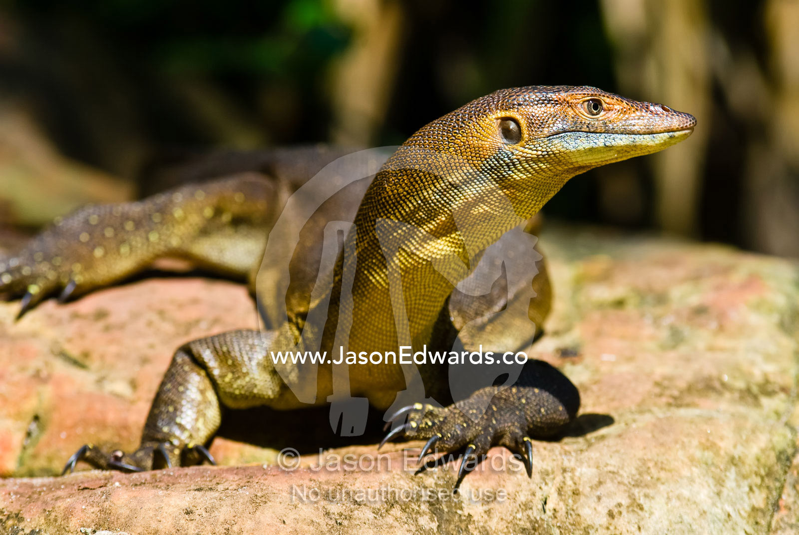 A scaly Mertens water monitor thermoregulation sunning on a warm rock. Wangi Falls, Litchfield National Park, Northern Territory, Australia.