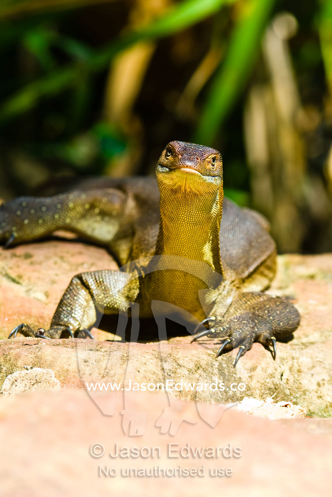 A scaly Mertens water monitor thermoregulation sunning on a warm rock. Wangi Falls, Litchfield National Park, Northern Territory, Australia.